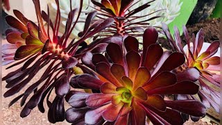 Boutures Aeonium 1 arboreumaeonium [upl. by Yrtsed]