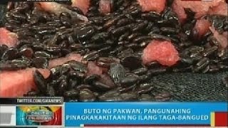 BP Buto ng pakwan pangunahing pinagkakakitaan ng ilang tagaBangued Abra [upl. by Alliuqaj586]