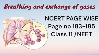 BREATHING AND EXCHANGE OF GASES  ncert page wise  neet biology [upl. by Shena]