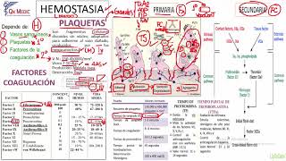 Hemostasia Fisiológica [upl. by Ezar]