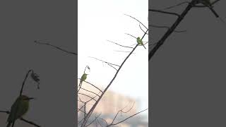 Trảu đuôi xanh Blue tailed Bee eater [upl. by Drain732]