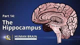 Hippocampus  Human Brain Series  Part 14 [upl. by Catherina]