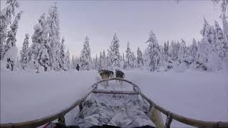 Dog Sledding POV  Finnish Lapland [upl. by Bernhard]