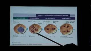 Biology Help Biology 123 Chapter 8 Mitosis and Meiosis [upl. by Cunningham839]