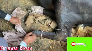 Downer cow syndrome l treatment of anorexia l बैठी गाय को क़ैसे खड़ा किया  l dr umar khan [upl. by Nelrsa]