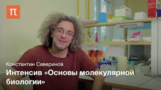 Константин Северинов о курсе Основы молекулярной биологии [upl. by Joe]