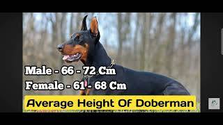 Doberman ka introduction fast facts india [upl. by Anitsirhcairam263]