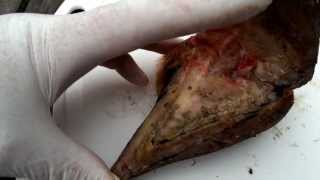 Toe necrosis and digital dermatitis in a cow [upl. by Keram]