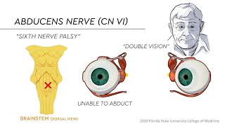 Eye Movements [upl. by Siol60]