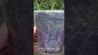 How to propagate verbena bonariensis [upl. by Elyak]