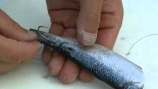 Oles Fishing School 1 Hand Cut Herring [upl. by Herahab]