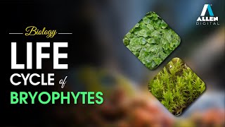 Plant Kingdom  Life Cycle of Bryophytes  Live Course  ALLEN Digital [upl. by Gnilrets]