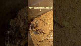 Talking ants [upl. by Horgan]