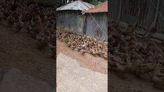 Duck food is found duck shortvideo shorts youtubeshorts viralvideo [upl. by Eissak]