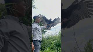 Tanning hawk eagle free fly 🦅youtuber youtubeshorts youtubechannel shorts shortvideo like [upl. by Pell]