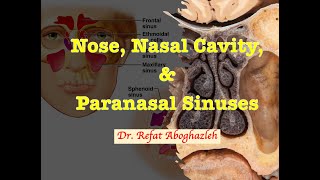 Nose Nasal Cavity and Paranasal Sinuses [upl. by Yurik721]