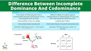 Difference Between Incomplete Dominance And Codominance [upl. by Georgine832]