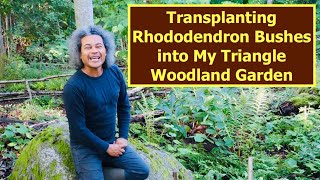 Transplanting Rhododendron Bushes into My Triangle Woodland Garden [upl. by Flowers]