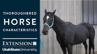 Thoroughbred Horse Characteristics [upl. by Llorrac]