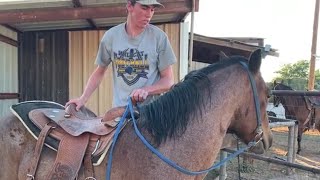 Horse Training  First Ride First Mount [upl. by Zerdna]