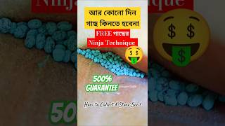 আর কোনোদিনও গাছ কিনতে হবেনা seedscollectseedsvegetablegardenfreegrowbaggardeninggardenupdiy [upl. by Rahas]