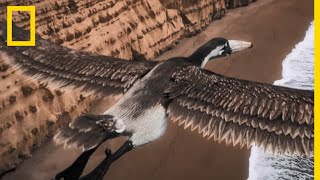 Pelagornis loiseau à lenvergure dun avion de chasse [upl. by Llechtim851]