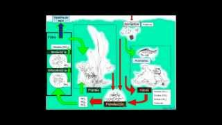 El Ciclo del Nitrógeno en un Acuario [upl. by Yadsnil]