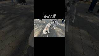 人のちょっとした工夫 doglibre ドッグトレーニング 犬のしつけ [upl. by Anaele]