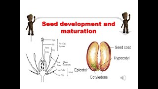 Seed development and maturation  A complete guide [upl. by Ashatan]