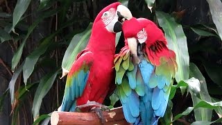 GreenWinged Macaws Preening Each Other [upl. by Ludie]