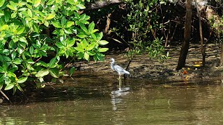 Los manglares de Tamarindo Costa RicaHJVHOVITUR [upl. by Ralli]