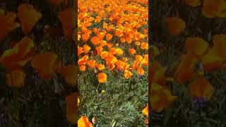 Wild California Poppies flowers spring nature [upl. by Nelie]