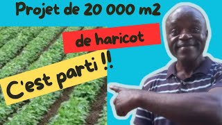 Le haricot à lhonneur près de 160 kg de semences pour 20 000 m2 de haricot 12 [upl. by Drida]