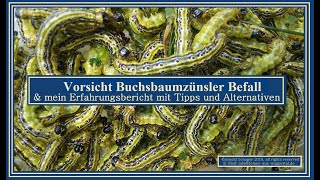 Buchsbaumzünsler [upl. by Penland]