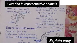 Excretion in representative animalsExcretion in hydraExcretion in PlanariaClass 12Biology [upl. by Virginie247]