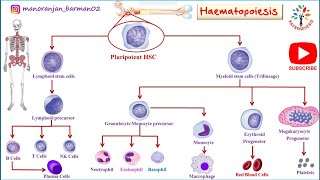 Hemopoiesis physiology।। Formation of blood cells ।। PATHOGENESIS ।। BarmanSir [upl. by Akenehs496]