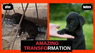 From Homeless to Happy The Amazing Journey of a Stray Puppy [upl. by Jarret440]