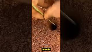 Ant Colonies shorts trending viralvideo [upl. by Kern]