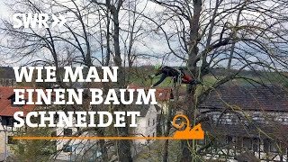 Wie man einen Baum schneidet  SWR Handwerkskunst [upl. by Atelahs]