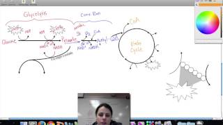 Ch 9 Cellular Respiration Review [upl. by Adelia631]