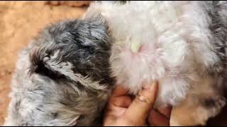 deep seated pyoderma in a shihtzu skin infection [upl. by Enilekcaj169]