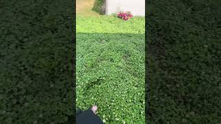 Clover Lawn Conversion [upl. by Nomaj]