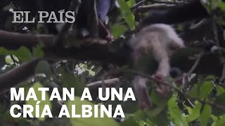 VÍDEO  Unos CHIMPANCÉS matan a una cría ALBINA [upl. by Westerfield]