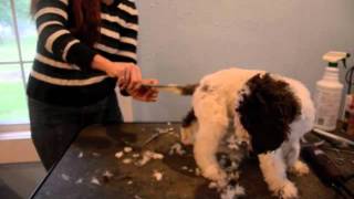 LAGOTTO PUPPIES SHORT VERSION [upl. by Cyprio]