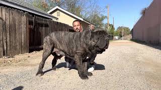 American Molossus Old World Monstro at 22 months 240 lbs [upl. by Elma]