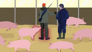 African Swine Fever how to stay one step ahead [upl. by Aryek]