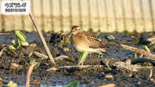 ウズラシギ Sharptailed Sandpiper Calidris acuminata [upl. by Diandra]