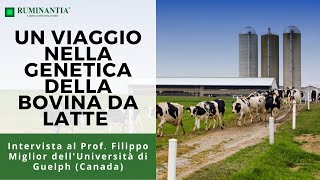 Un viaggio nella genetica della bovina da latte con il Prof Filippo Miglior [upl. by Elicia]