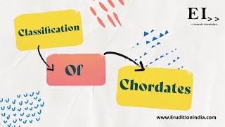 Classification Of Chordates Flowchart [upl. by Namia775]