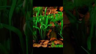 forest circle  life of plant ☘️ wildlife viralvideo lifeofplants plants [upl. by Akehs302]